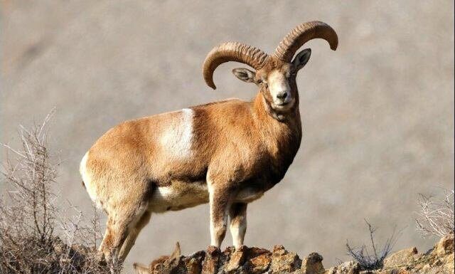 جمعیت وحوش در منطقه شکار ممنوع «ارم» روند افزایشی دارد