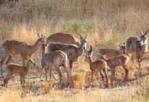 جمعیت پستانداران شاخص «کوه مند» ۵ درصد افزایش یافت