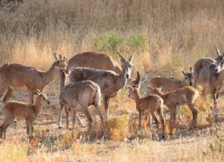 جمعیت پستانداران شاخص «کوه مند» ۵ درصد افزایش یافت