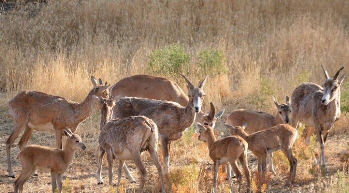 جمعیت پستانداران شاخص «کوه مند» ۵ درصد افزایش یافت