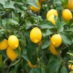 کشاورزان بوشهری برای محصولات باغی کد شناسه بگیرند