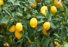 کشاورزان بوشهری برای محصولات باغی کد شناسه بگیرند