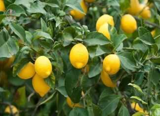 کشاورزان بوشهری برای محصولات باغی کد شناسه بگیرند