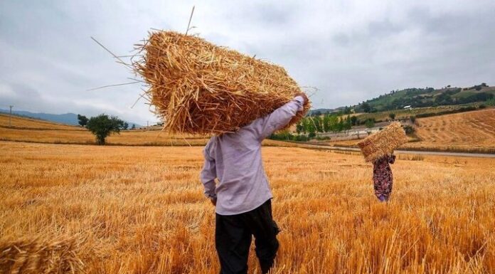 طرح ارتقای تولید گندم در ۴ شهرستان استان بوشهر اجرایی شد