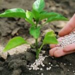 ۱۳۰۰ تن کود اوره در انبارهای استان بوشهر ذخیره شد