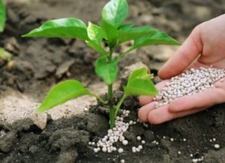 ۱۳۰۰ تن کود اوره در انبارهای استان بوشهر ذخیره شد