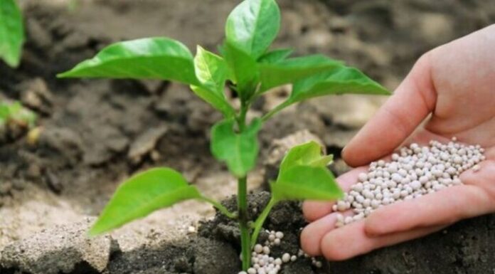 ۱۳۰۰ تن کود اوره در انبارهای استان بوشهر ذخیره شد