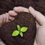 اطلس خاکشناسی استان بوشهر تکمیل میشود