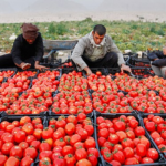 برداشت ۱۱۵ هزار تن گوجهفرنگی از مزارع بوشهر