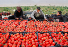 برداشت ۱۱۵ هزار تن گوجهفرنگی از مزارع بوشهر