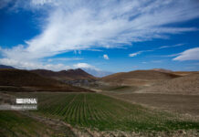 بیم و امید کشاورزان بوشهری