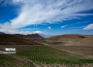 بیم و امید کشاورزان بوشهری