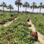 ۶۰ هزار تن گوجهفرنگی از مزارع استان بوشهر برداشت شد