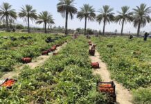 ۶۰ هزار تن گوجهفرنگی از مزارع استان بوشهر برداشت شد