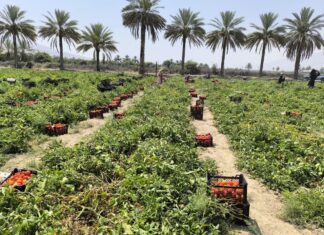 ۶۰ هزار تن گوجهفرنگی از مزارع استان بوشهر برداشت شد