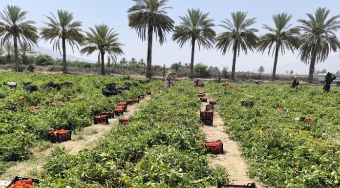 ۶۰ هزار تن گوجهفرنگی از مزارع استان بوشهر برداشت شد