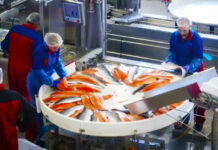 خانههای مولد در سواحل فرصتی برای توسعه اقتصاد دریامحور است