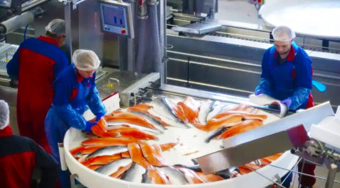 خانههای مولد در سواحل فرصتی برای توسعه اقتصاد دریامحور است