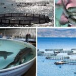 آبزیپروری کلید توسعه در جوار خلیج فارس؛ اقتصاد دریامحور حمایت شود