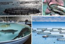 آبزیپروری کلید توسعه در جوار خلیج فارس؛ اقتصاد دریامحور حمایت شود