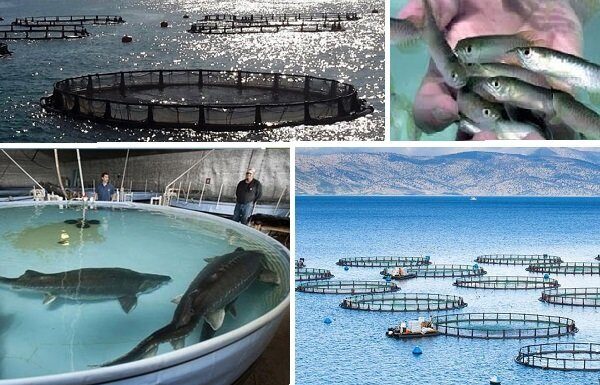 آبزیپروری کلید توسعه در جوار خلیج فارس؛ اقتصاد دریامحور حمایت شود