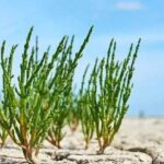 کشت «گیاهان شورپسند» در بوشهر؛ اتخاذ راهکاری نوین برای سازگاری با اقلیم