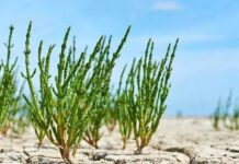 کشت «گیاهان شورپسند» در بوشهر؛ اتخاذ راهکاری نوین برای سازگاری با اقلیم