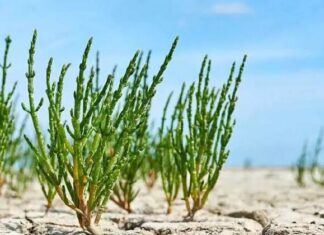 کشت «گیاهان شورپسند» در بوشهر؛ اتخاذ راهکاری نوین برای سازگاری با اقلیم