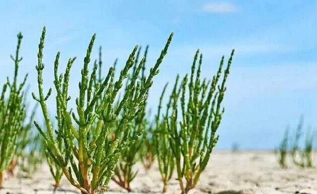 کشت «گیاهان شورپسند» در بوشهر؛ اتخاذ راهکاری نوین برای سازگاری با اقلیم