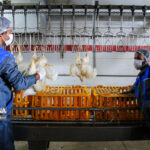 ۳۰ هزار تن گوشت مرغ در استان بوشهر تولید شد