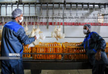 ۳۰ هزار تن گوشت مرغ در استان بوشهر تولید شد