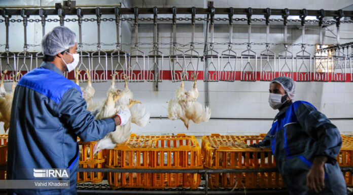 ۳۰ هزار تن گوشت مرغ در استان بوشهر تولید شد