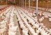 تخصیص نهادههای مورد نیاز مرغداران استان بوشهر با ارز ترجیحی