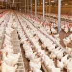 تخصیص نهادههای مورد نیاز مرغداران استان بوشهر با ارز ترجیحی