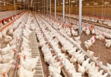 تخصیص نهادههای مورد نیاز مرغداران استان بوشهر با ارز ترجیحی