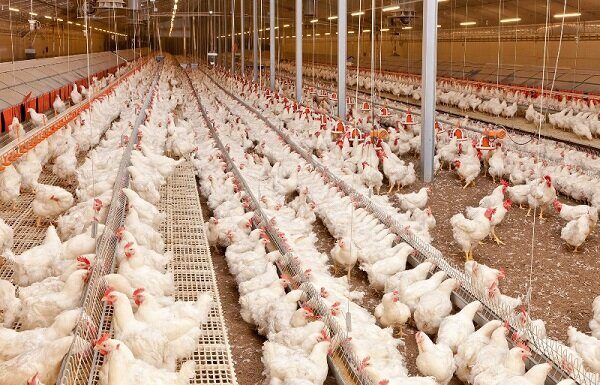 تخصیص نهادههای مورد نیاز مرغداران استان بوشهر با ارز ترجیحی