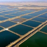 قطعی برق مزارع میگو بوشهر را تهدید میکند