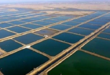 قطعی برق مزارع میگو بوشهر را تهدید میکند