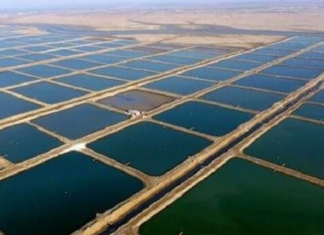 قطعی برق مزارع میگو بوشهر را تهدید میکند