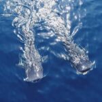 سوغات افتخارآمیز چین به بوشهریها