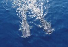 سوغات افتخارآمیز چین به بوشهریها