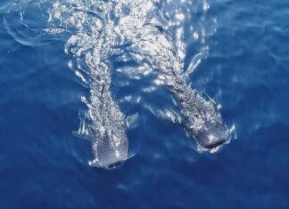 سوغات افتخارآمیز چین به بوشهریها