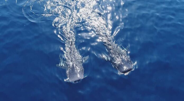 سوغات افتخارآمیز چین به بوشهریها