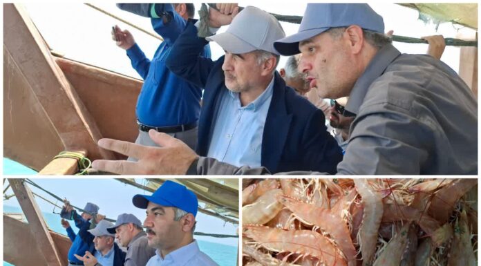 بازدید رییس سازمان شیلات ایران از روند صید میگو در آبهای بوشهر