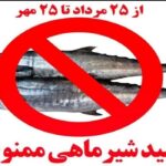 ⛔ آغاز دو ماه توقف صید ماهی شیر در آبهای بوشهر