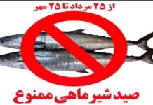 ⛔ آغاز دو ماه توقف صید ماهی شیر در آبهای بوشهر