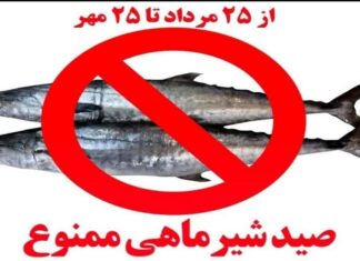 ⛔ آغاز دو ماه توقف صید ماهی شیر در آبهای بوشهر