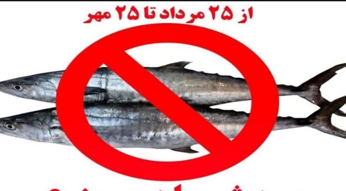 ⛔ آغاز دو ماه توقف صید ماهی شیر در آبهای بوشهر