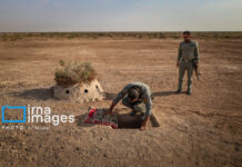 متخلف زندهگیری پرندگان شکاری در دیلم دستگیر شد
