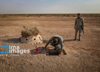 متخلف زندهگیری پرندگان شکاری در دیلم دستگیر شد